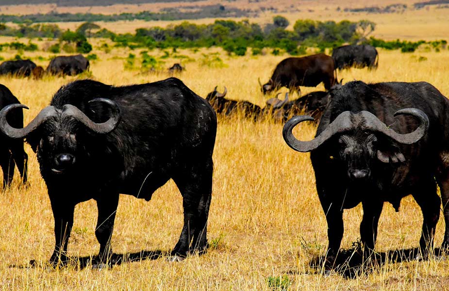 Buffels zien tijdens een safari in Tanzania