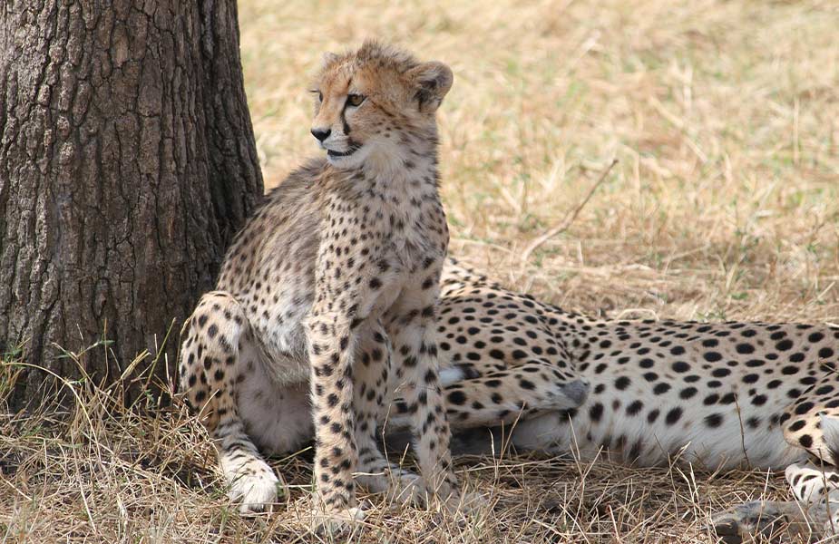 Cheeta's in Tanzania