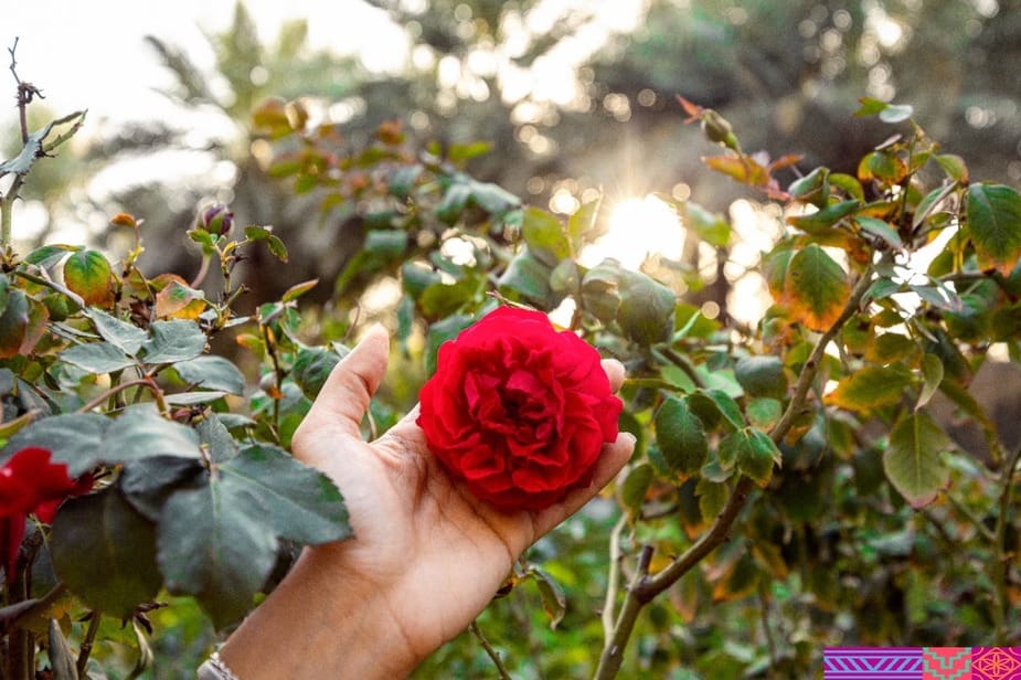 De rozen van Taif ontdekken tijdens een zomervakantie naar Saoedi-Arabië