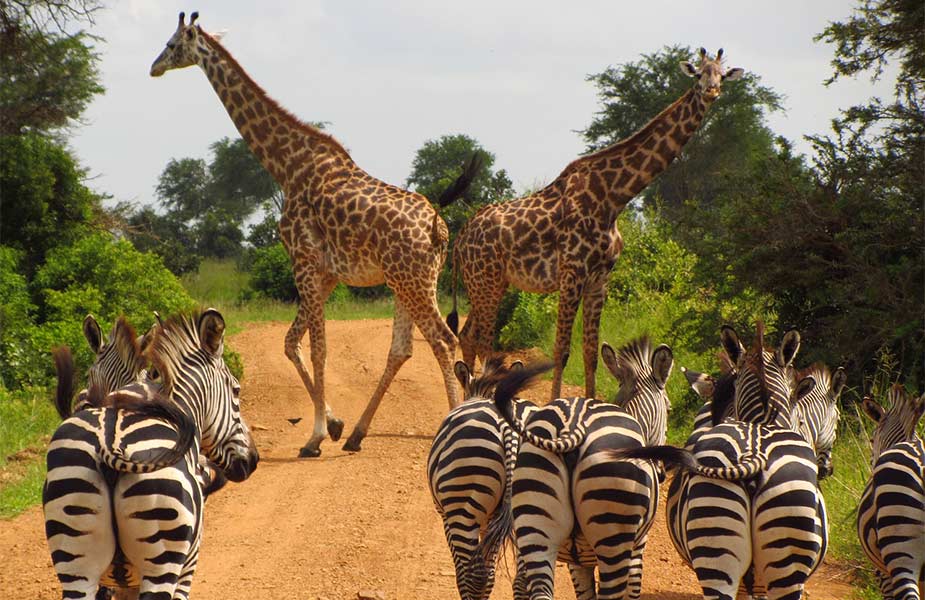 Giraffen en zebra's tijdens safari Tanzania