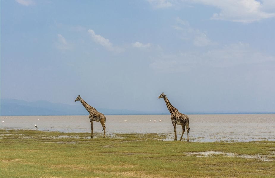 Giraffen zien tijdens safari Tanzania in Tarangire Nationaal Park