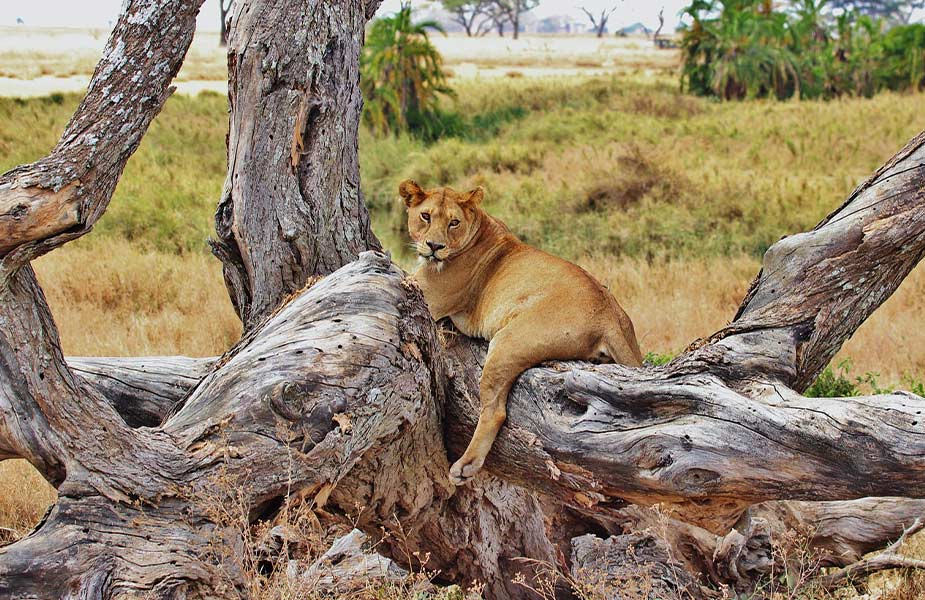 Leeuw in boom in een park in Tanzania