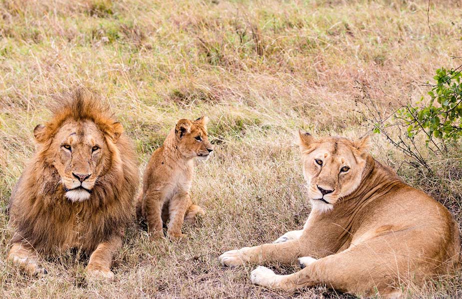 Leeuwen spotten tijdens safari in Tanzania