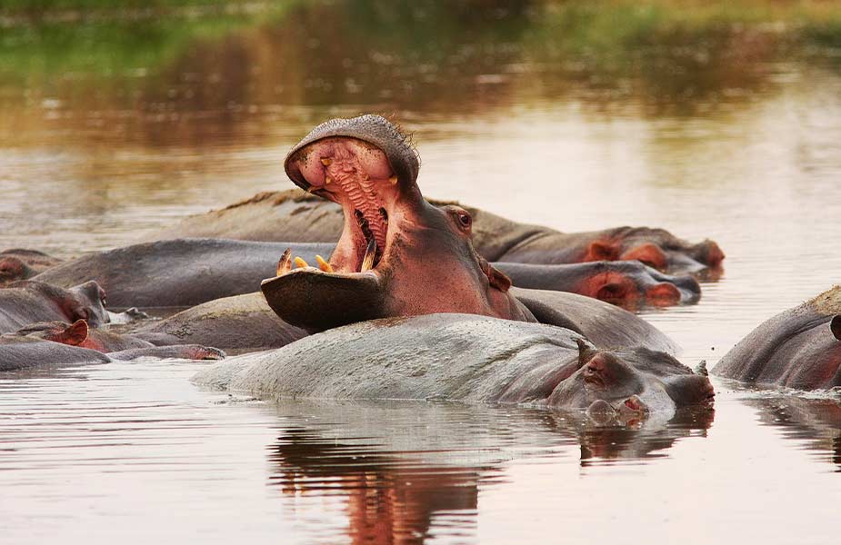 Nijlpaarden in een rivier in Tanzania