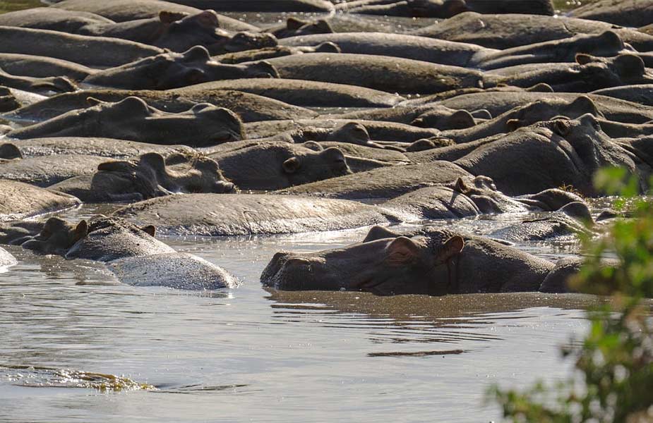 Nijlpaarden koelen af in rivier in Tanzania