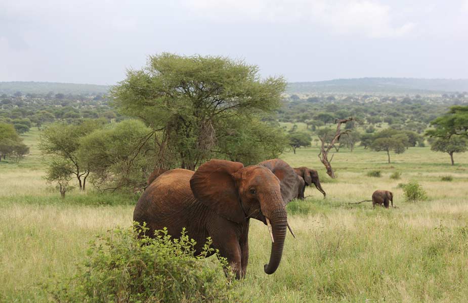 Olifanten in Tanzania