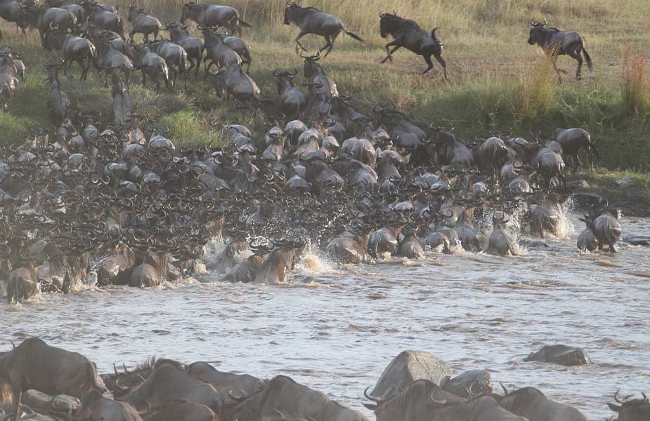 Wildebeesten bij rivier tijdens grote migratie