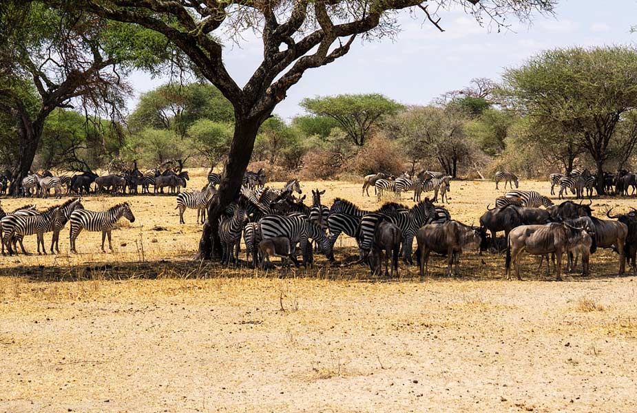 Zebra's en gnoes in Tanzania