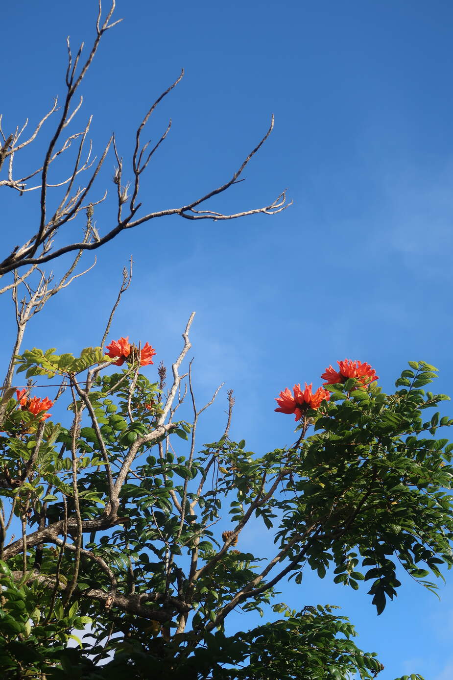 Afrikaanse Tulpenboom in de jungle van Suriname