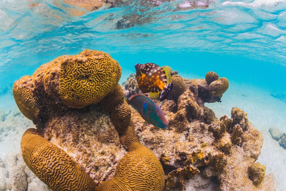 Duiken op Bonaire