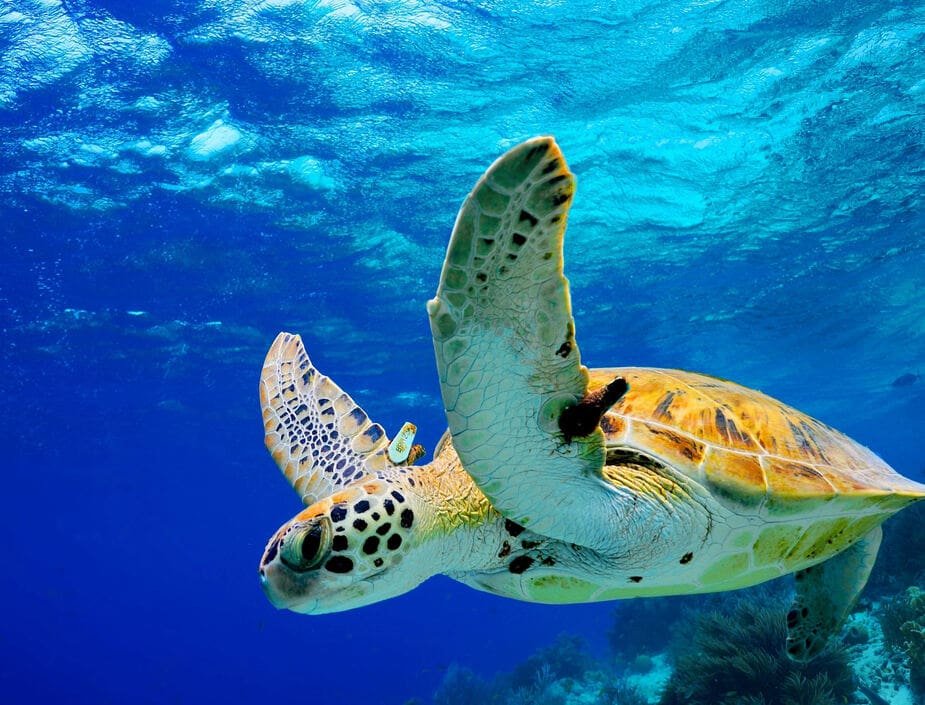 Schildpadden op Bonaire