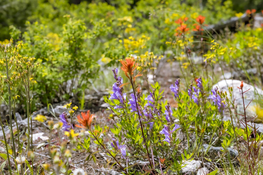 Indian Paintbrush