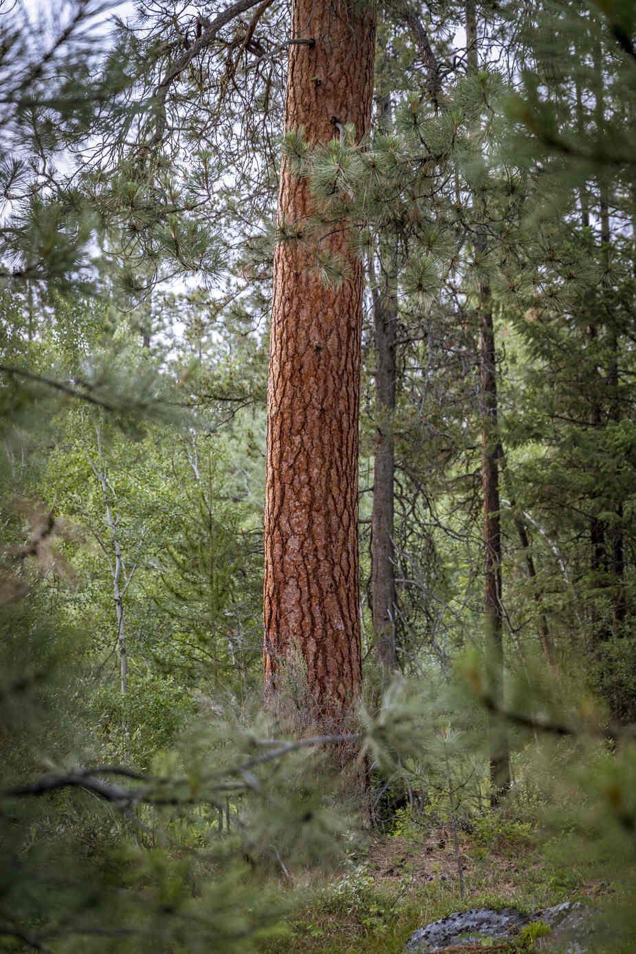 Ponderosaden naaldboom in West Amerika