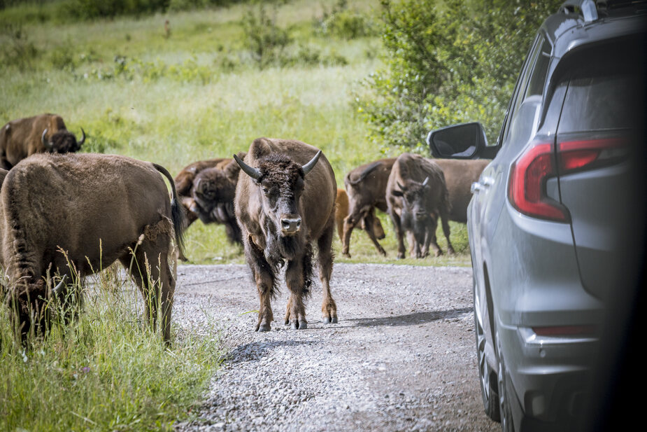 National Bison Range in Flathead Reservation in Montana