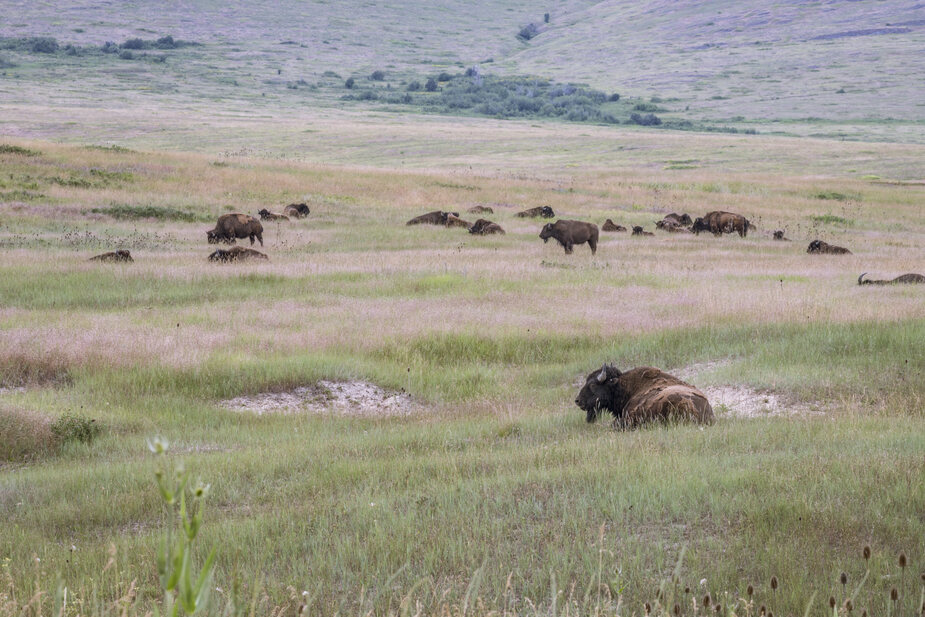 Bison Range in Montana