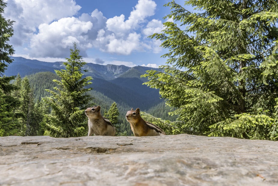 Grondeekhoorns in de Bitterroot Mountains