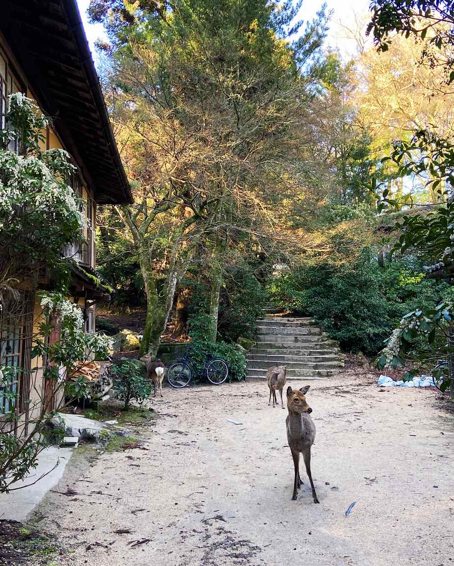 Hertjes op Miyajima