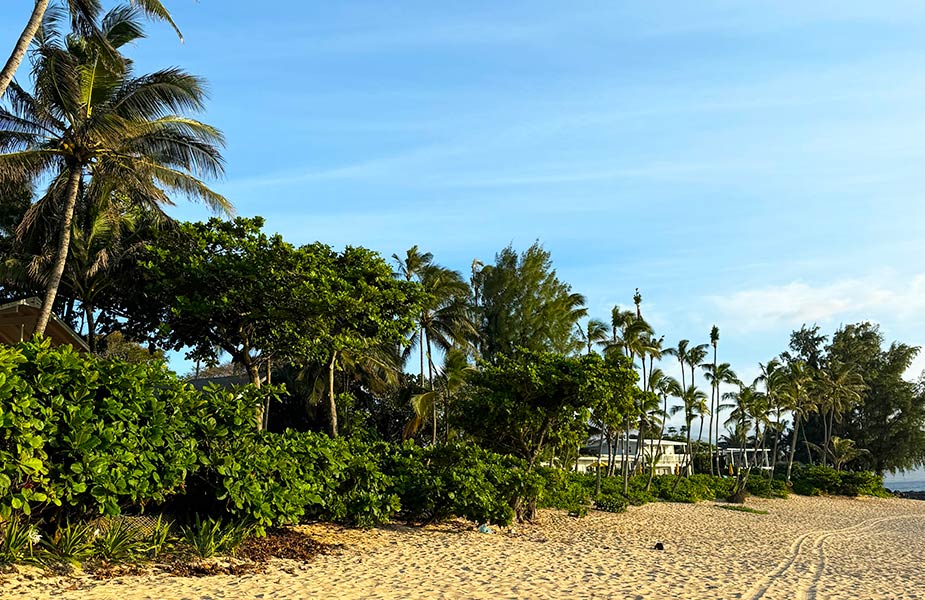 Strand van North Shore Hawaii