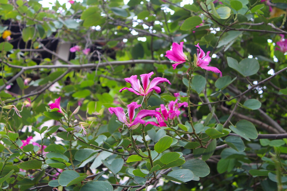 Bloemen op Thailand