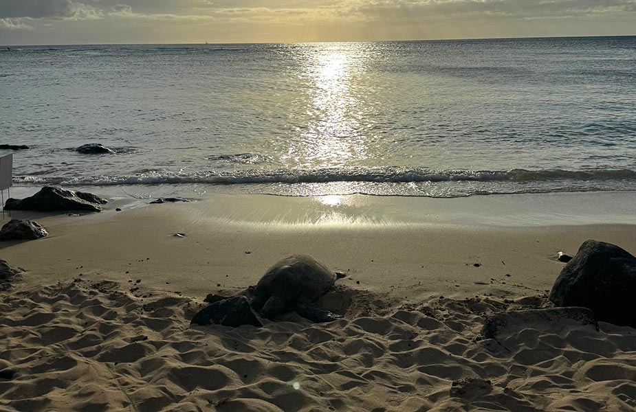 Zonsondergang bij Laniaka Beach op Oahu