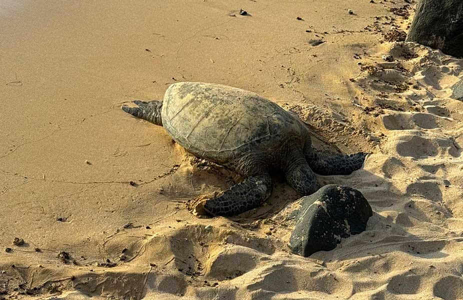 Schildpad op strand van Laniaka Beach