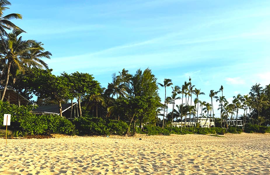 Palmbomen op het strand Norht Shore