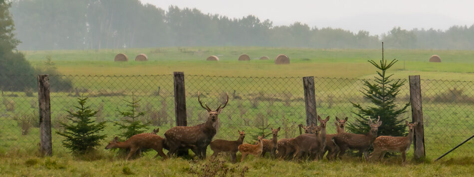 Het platteland van Tsjechië